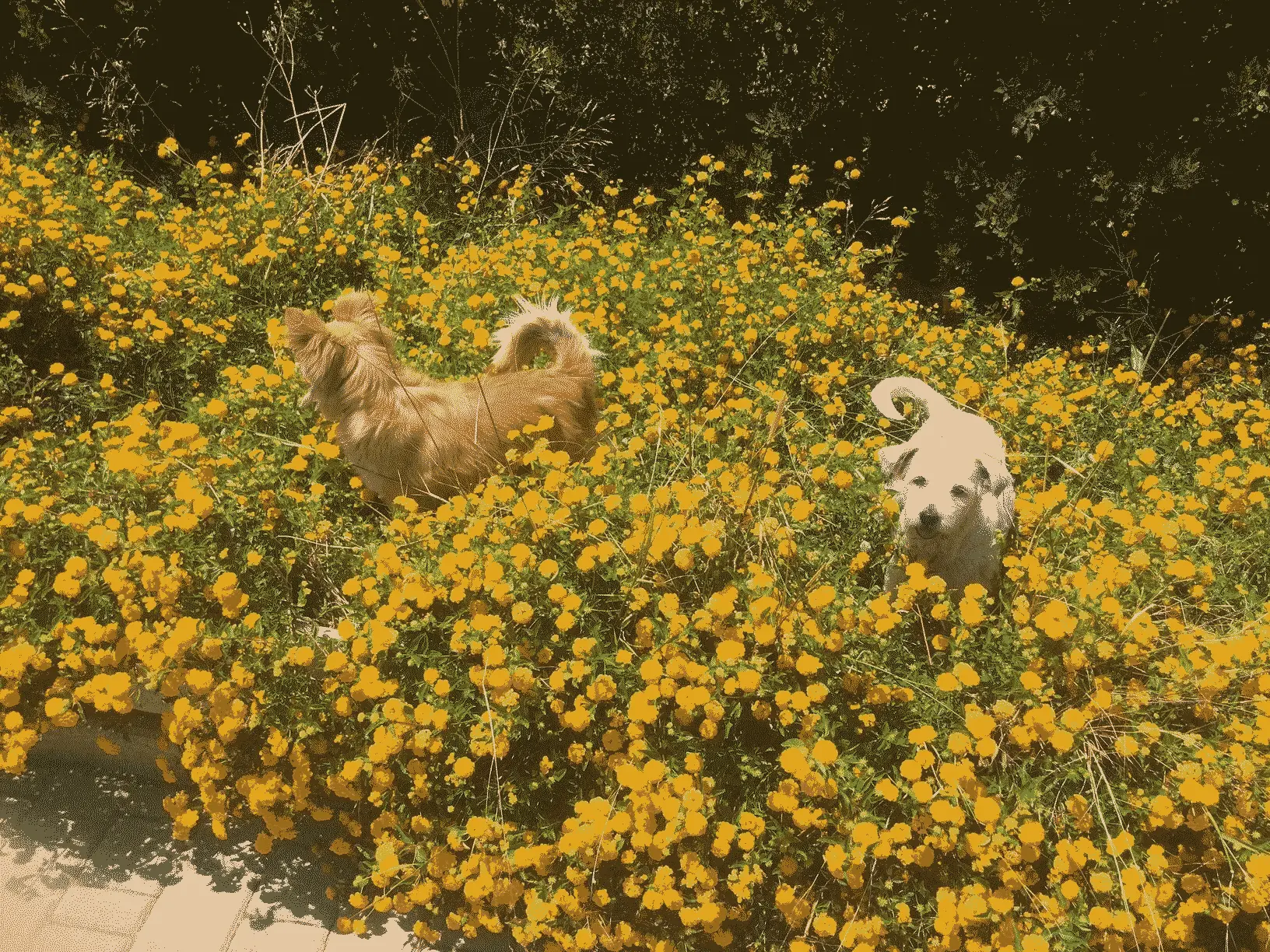 My two beautiful dogs in a field of yellow flowers